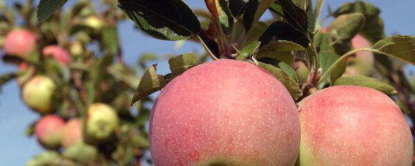 Яблоко Яблоко - Sputnik Молдова