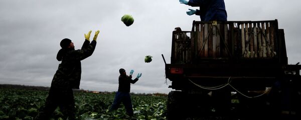 уборка урожая - Sputnik Moldova
