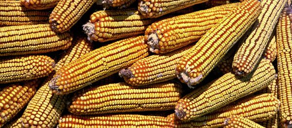 Кукуруза. Архив Кукуруза. Архив - Sputnik Молдова