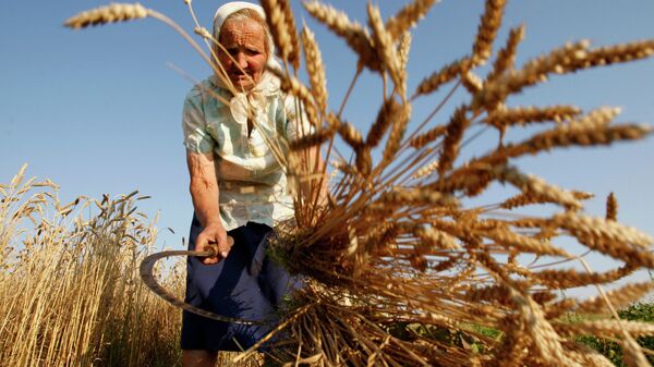 Женщины убирают пшеницу традиционным способом - Sputnik Молдова