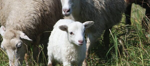 Овца - Sputnik Moldova