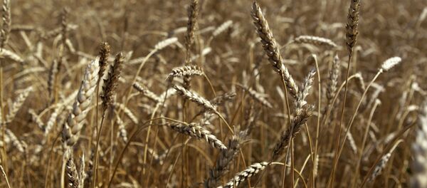 Пшеница - Sputnik Молдова