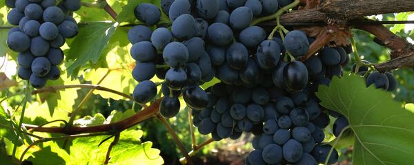 Виноград - Sputnik Moldova