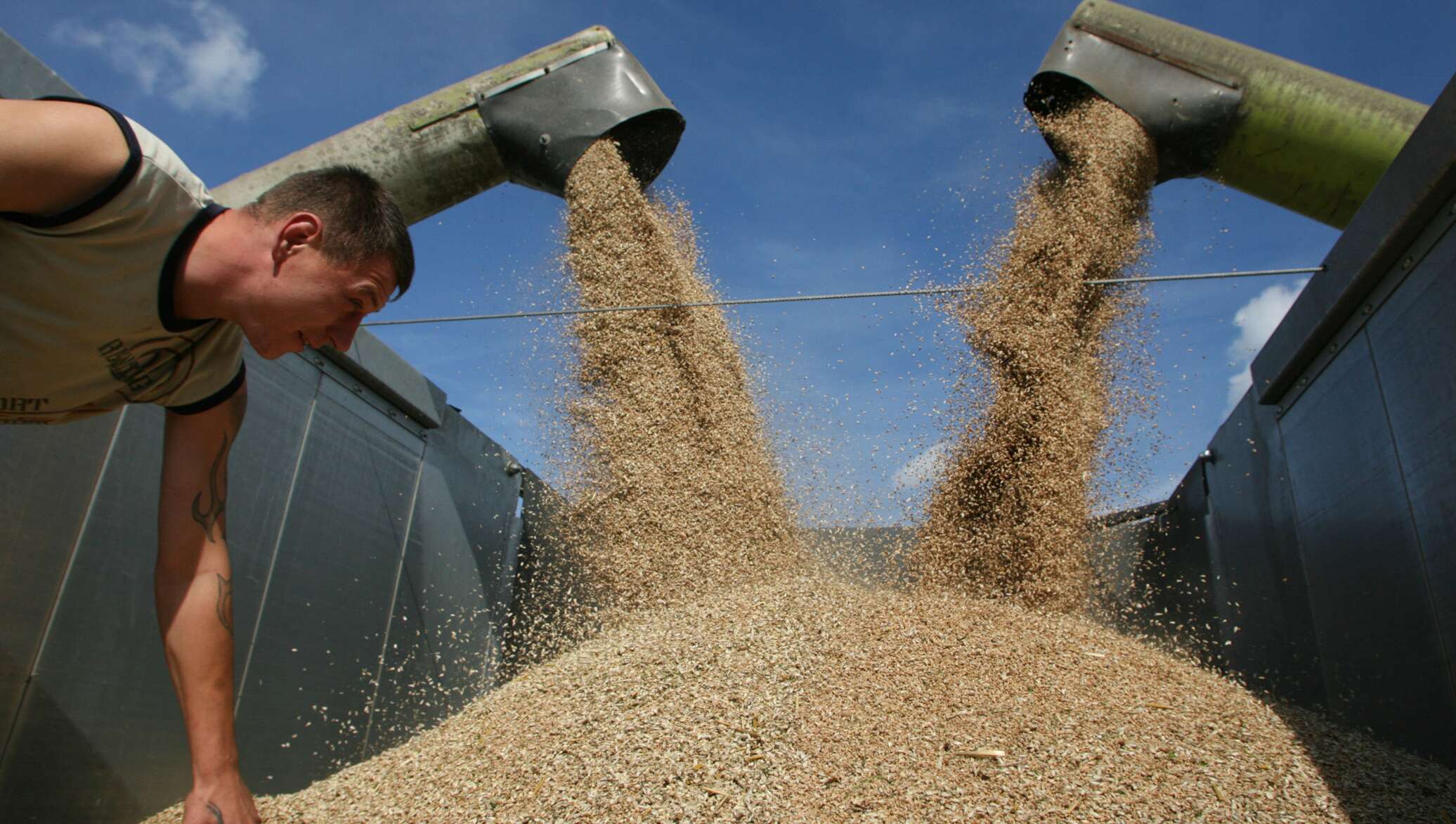 Russian agriculture. Человек зерно. Обработка зерна. Обработанное зерно. Воруют зерно.