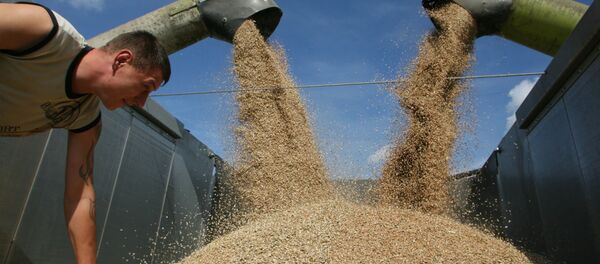 Уборка пшеницы - Sputnik Moldova-România