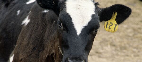 Теленок - Sputnik Moldova