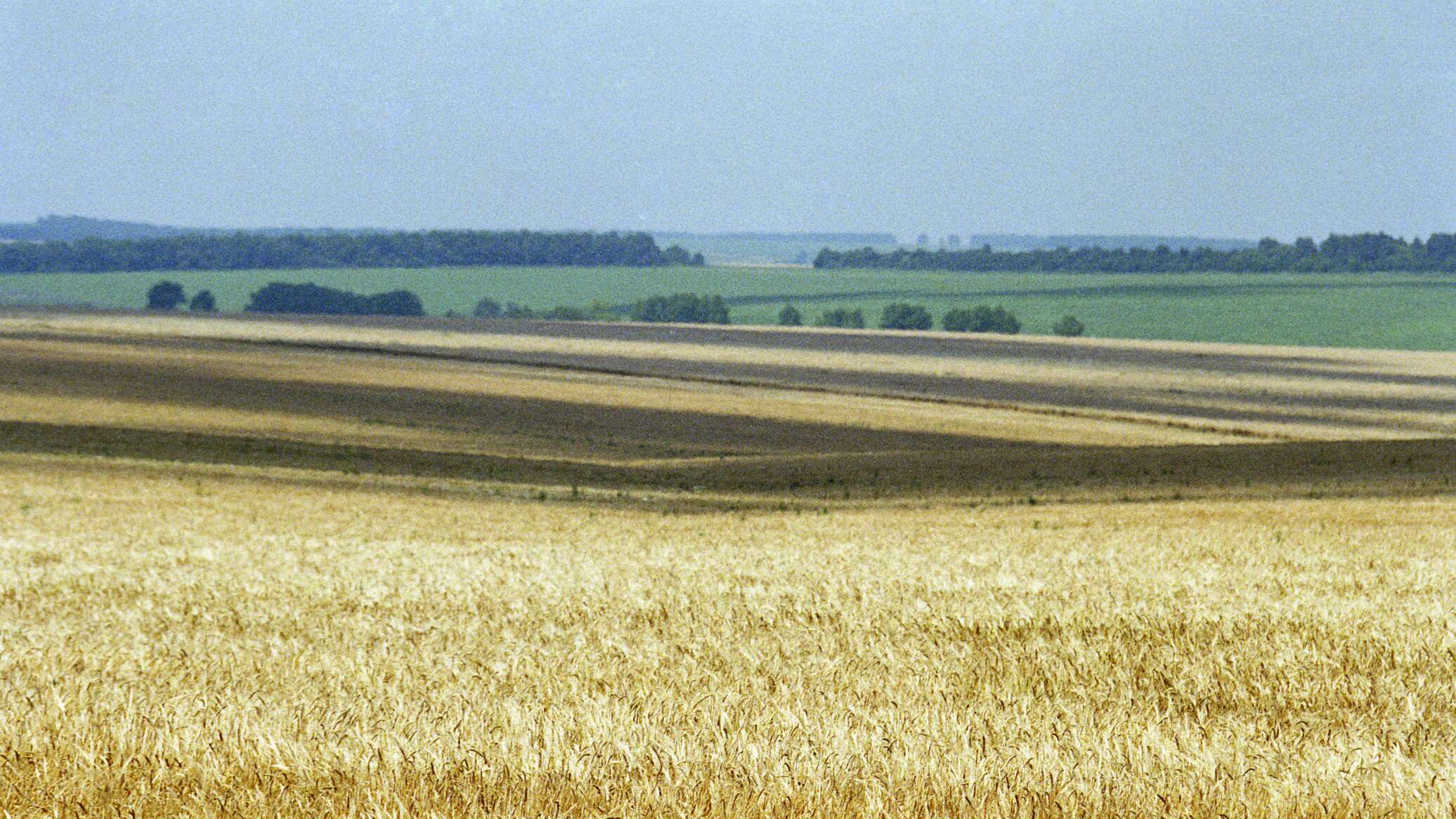 Пшеничная площадь. Молдова пшеница.