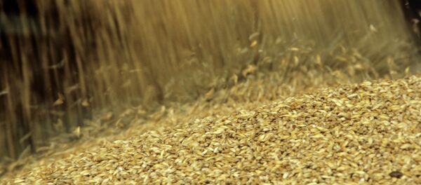 Урожай зерна Урожай зерна - Sputnik Moldova