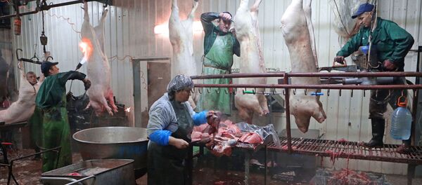 Работа забойного цеха ООО Откормочное Работа забойного цеха ООО Откормочное - Sputnik Moldova-România