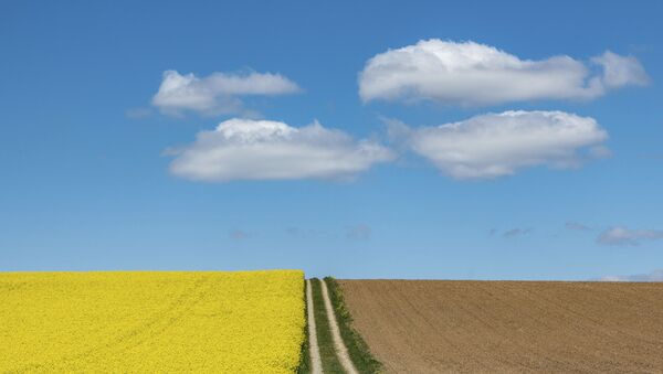 Организованные облака над цветущим рапсовым полем в Германии  - Sputnik Moldova