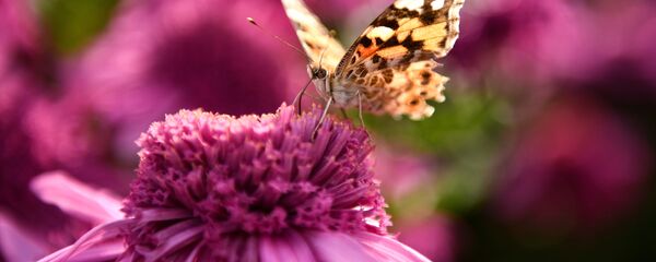 Бабочка на цветке - Sputnik Молдова