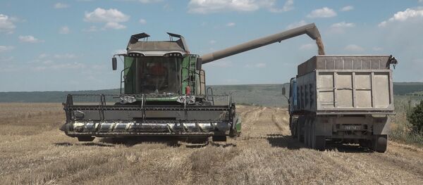 Recolta de grâu, extrem de mică: Mărturiile unui agricultor - Sputnik Moldova