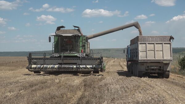Recolta de grâu, extrem de mică: Mărturiile unui agricultor - Sputnik Moldova