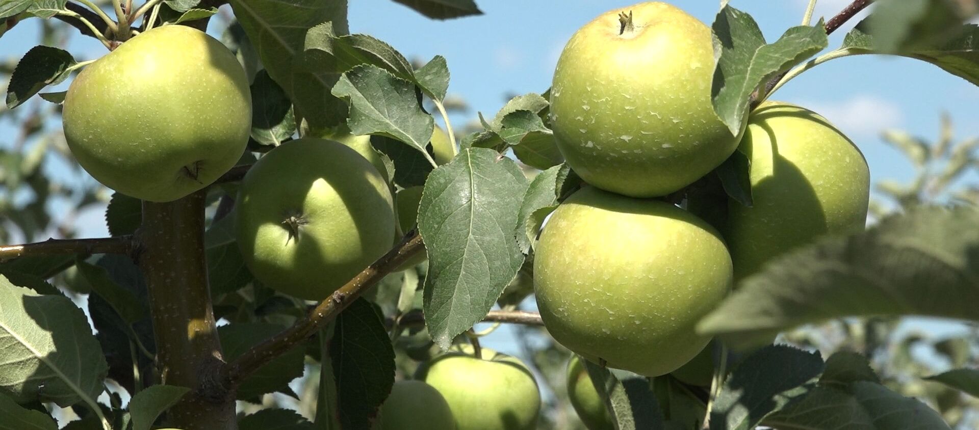 Prima recoltă de mere din acest an a fost strânsă - Sputnik Moldova, 1920, 14.07.2020