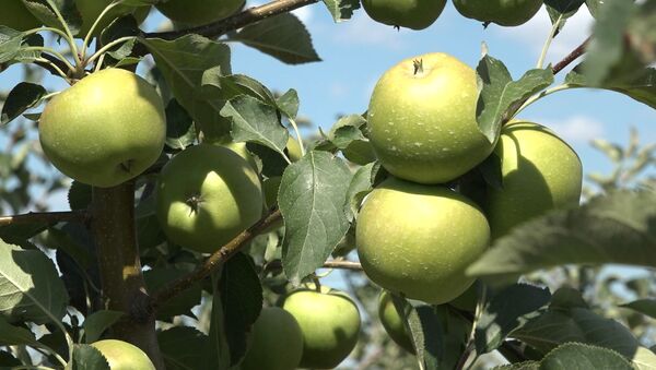 Prima recoltă de mere din acest an a fost strânsă - Sputnik Moldova