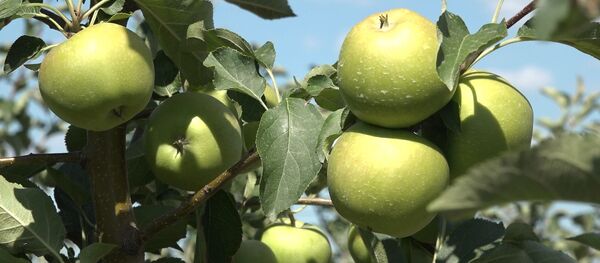 Каким будет урожай яблок в Молдове в этом году? - Sputnik Молдова