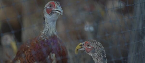 В Молдову завезли фазанов из Венгрии - Sputnik Молдова