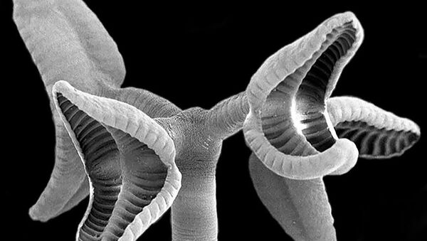 Изображение ленточного червя, полученное с помощью электронного микроскопа - Sputnik Moldova