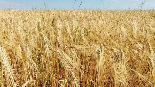 Agricultură, cereale - Sputnik Moldova