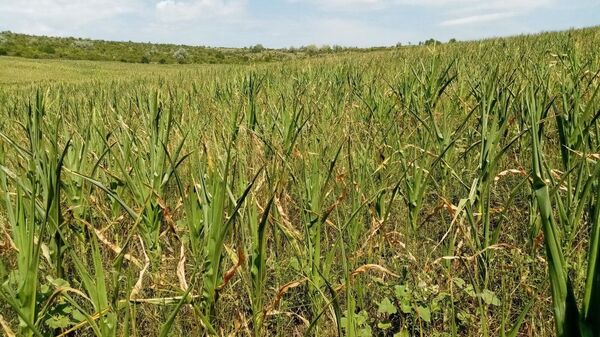  Lan de porumb compromis de secetă, în apropiere de Capitală - Sputnik Moldova