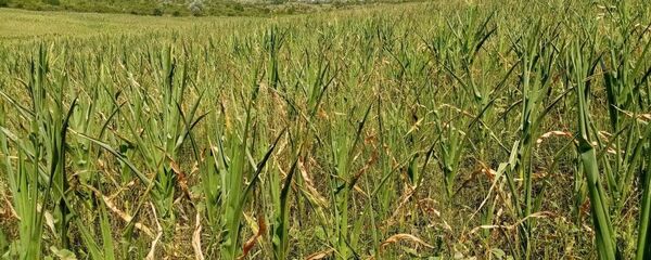  Lan de porumb compromis de secetă, în apropiere de Capitală - Sputnik Moldova