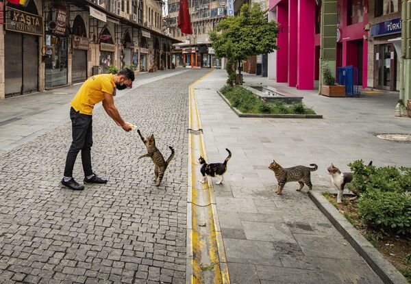 Снимок Social distance meal order турецкого фотографа Mehmet Aslan, поступивший на конкурс Mars Petcare Comedy Pet Photography Awards - Sputnik Молдова