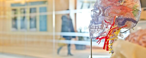 Прозрачная модель черепа Прозрачная модель черепа - Sputnik Молдова