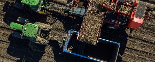 Сбор урожая картофеля - Sputnik Молдова