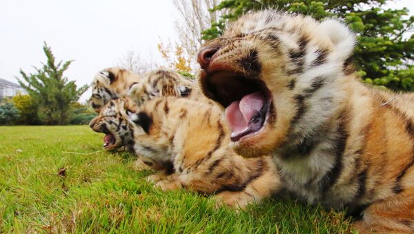 Новорожденные амурские тигрята в сафари-парке Тайган в Крыму - Sputnik Молдова