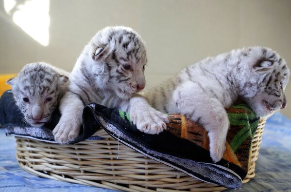 Белые бенгальские тигрята, родившиеся в ялтинском зоопарке Сказка - Sputnik Молдова
