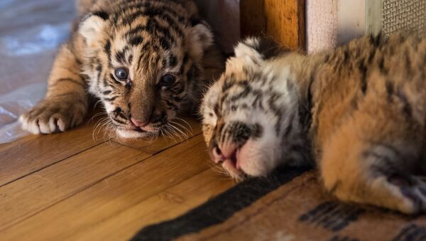 Тигрята в квартире ветеринарного врача Натальи Степановой - Sputnik Moldova