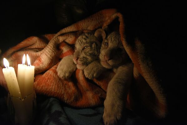 Бенгальские тигрята, укутанные в одеяло в зоопарке Ялты  - Sputnik Молдова
