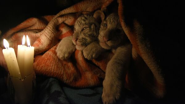 Бенгальские тигрята, укутанные в одеяло в зоопарке Ялты  - Sputnik Молдова