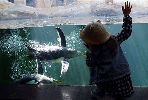 Юная посетительница наблюдает за пингвинами в Московском зоопарке - Sputnik Молдова