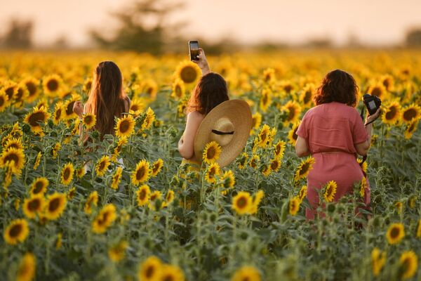 Девушки во время цветения подсолнечника на поле в Симферопольском районе - Sputnik Молдова