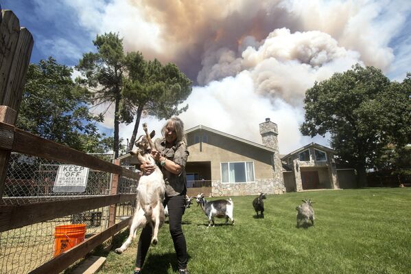 Жительница спасает коз во время природного пожара в Калифорнии  - Sputnik Moldova-România