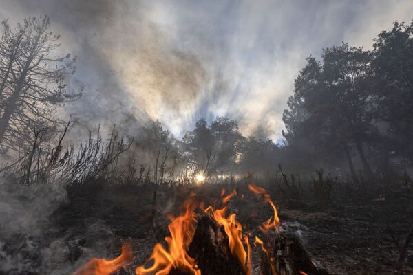Пламя огня в лесу в Калифорнии  - Sputnik Moldova-România