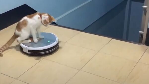 Cute Kitten Rides On Cleaning Robot - Sputnik Молдова