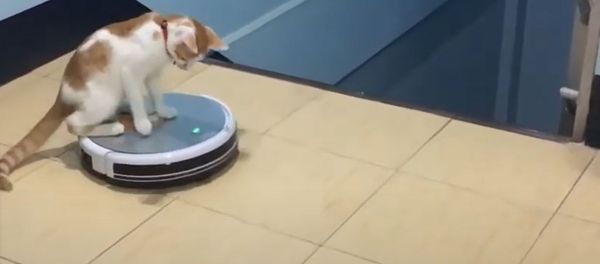 Cute Kitten Rides On Cleaning Robot - Sputnik Молдова