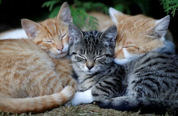 Спящие котята в деревне Кромпач, Чехия - Sputnik Молдова