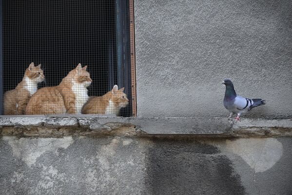 Кошки смотрят на голубя из окна дома в Бухаресте, Румыния - Sputnik Молдова