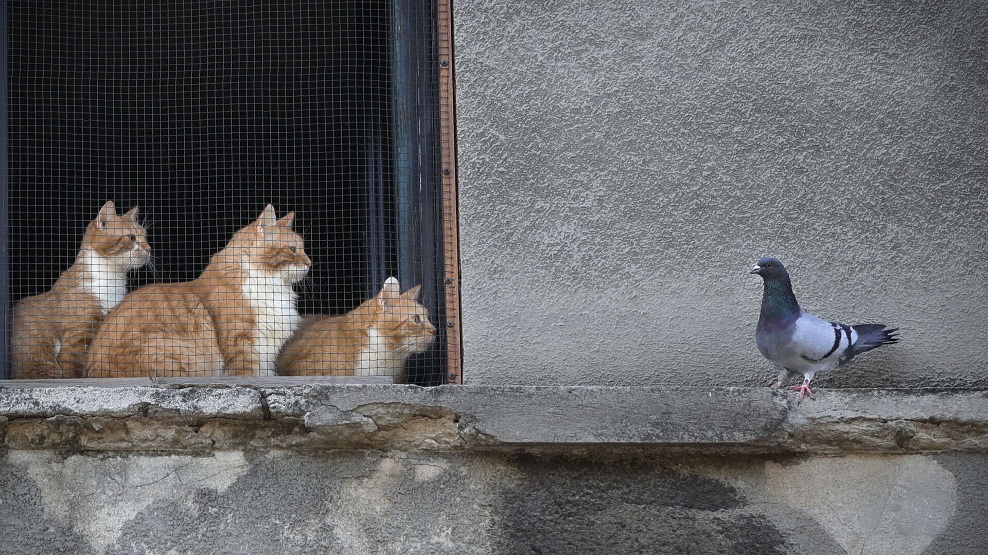 Кошки смотрят на голубя из окна дома в Бухаресте, Румыния - Sputnik Молдова, 1920, 18.02.2022