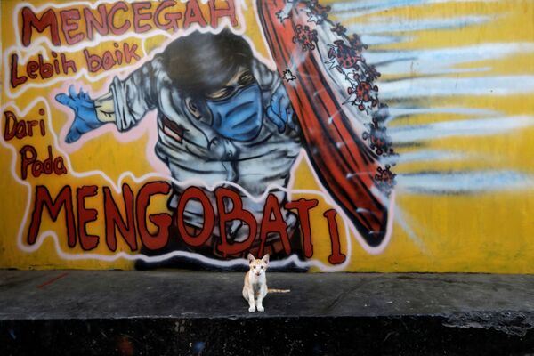 Котенок на фоне граффити о защите от коронавируса на окраине Джакарты, Индонезия - Sputnik Молдова