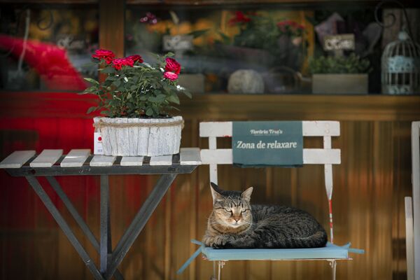 Кошка сидит на стуле с надписью Зона отдыха возле цветочного магазина в Бухаресте, Румыния - Sputnik Молдова