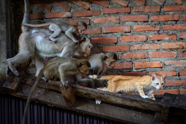Длиннохвостые макаки пристают к кошке в заброшенном здании в городе Лопбури, Таиланд - Sputnik Молдова
