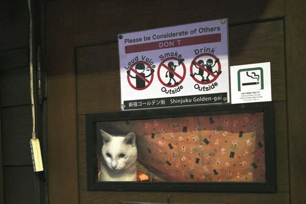 Кошка смотрит на улицу из закрытого бара в развлекательном районе Кабукичо в Токио - Sputnik Молдова
