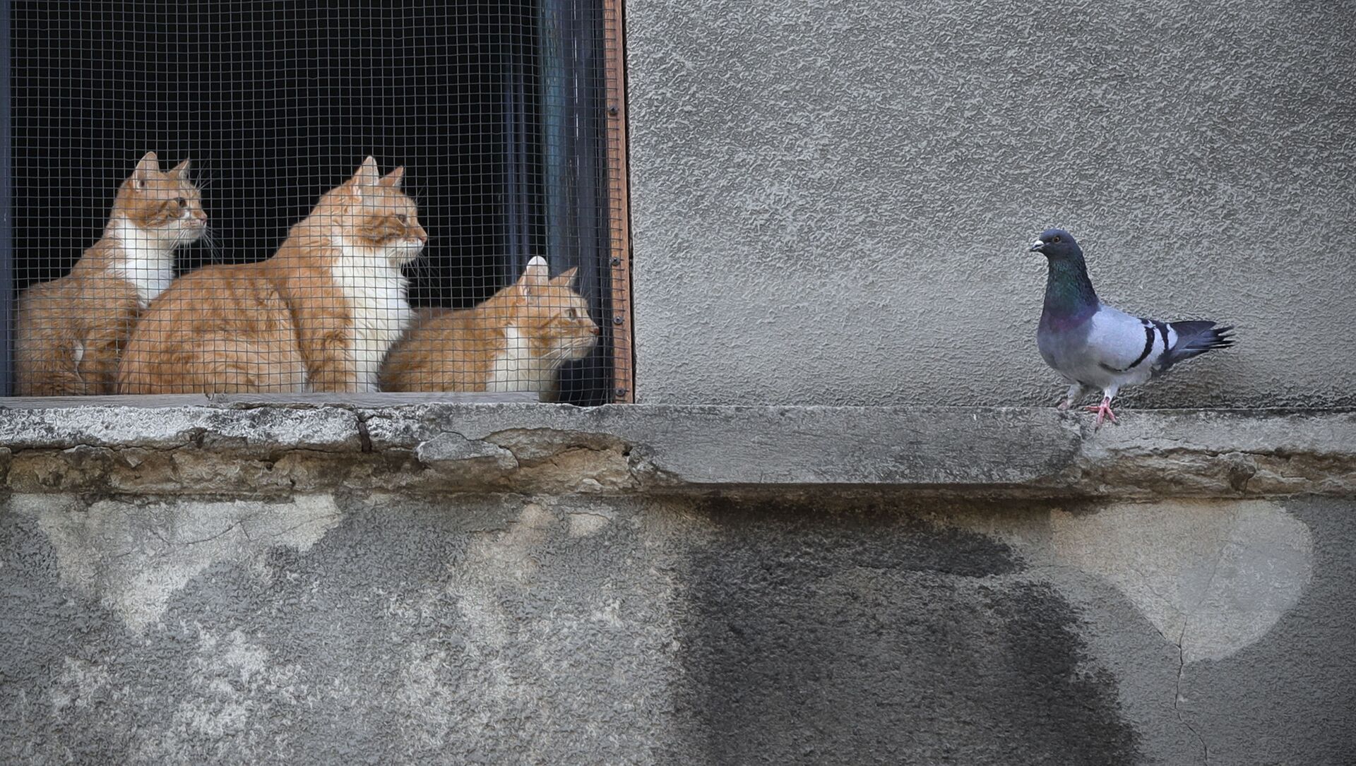 Кошки смотрят на голубя из окна дома в Бухаресте, Румыния - Sputnik Moldova-România, 1920, 15.02.2021