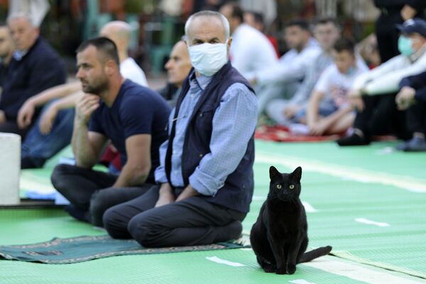 Кошка среди молящихся мусульма возле мечети Коконоз в Тиране, Албания - Sputnik Moldova