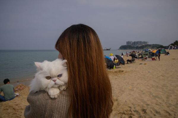 Кошка со своей хозяйкой на пляже в Сокчо, Южная Корея - Sputnik Moldova