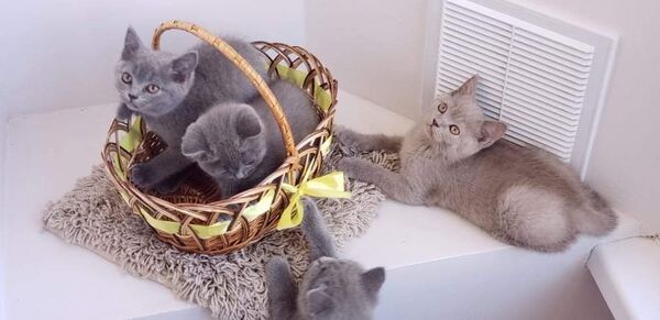 Cum o pisică îți poate schimba viața – povestea felinei Alisa Cum o pisică îți poate schimba viața – povestea felinei Alisa - Sputnik Moldova